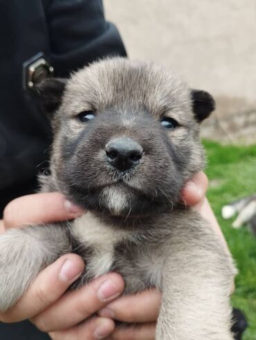 шенки в Кыргызстан | СОБАКИ: Хаски щенки родились 5марта 6 шенков 2мальчика 4девочек
