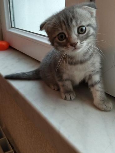 Кошки: Məhsul: Ev heyvanları – balaca it və pişik balaları Təsvir: - — 2