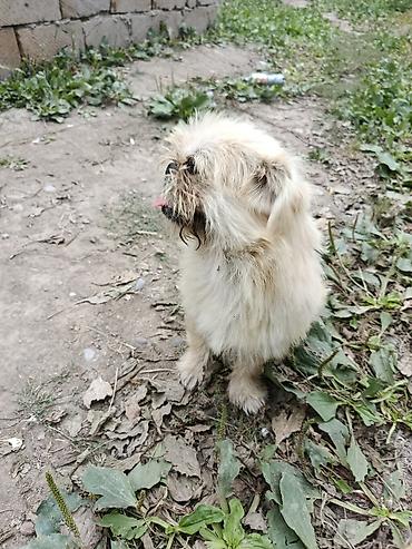 İtlər: Pekines, 1 il, Erkek, Ünvandan götürmə — 8