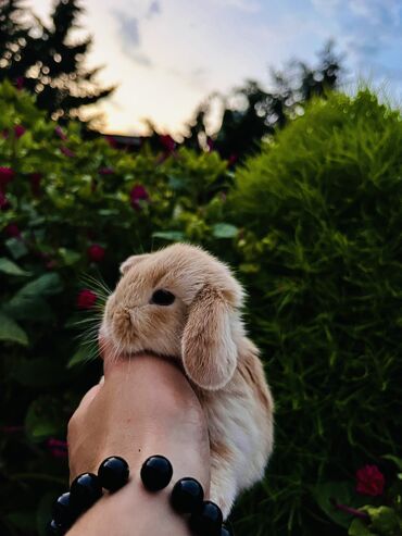 Dovşanlar: Salam🖐🏻.Her biri real dovşan şekilleridir öz heyetimde saxladığım — 14