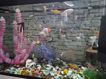 akvarium baliqlari: Akvaryum dəsti – şüşə akvarium və akvarium balıqları ilə - Geniş — 5
