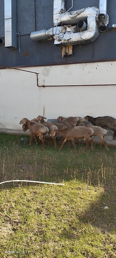 барда для коров: Продаю | Овца (самка), Ягненок, Баран (самец) | Для разведения — 1