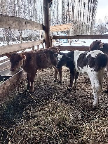 Коровы, быки: Продаю | Бык (самец) | Для разведения | Племенные — 6
