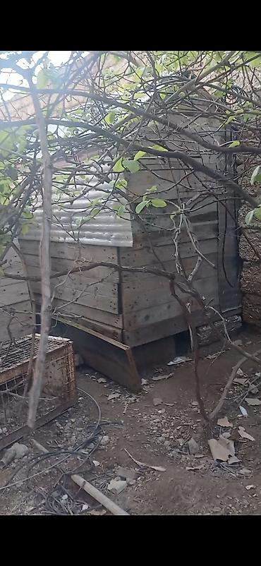 goyercin satişi baki: Salam Alekum Dam və Goyercinler tergizilir deye tecili satilir — 3