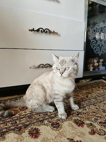 ev pişiyləri: Tabbi, Erkək, Yaxşı əllərə, Ünvandan götürmə — 1
