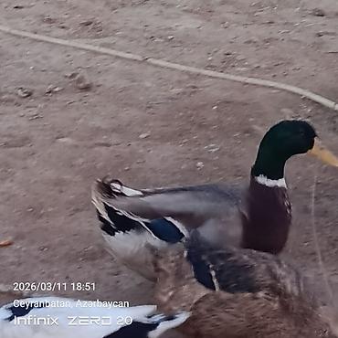 Ördəklər: Satılır hamsı bir yerdə — 8