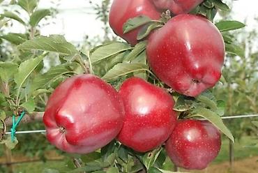 Другие фруктовые и ягодные растения: Саженцы плодовых культур (разные сорта) оптом и в розницу. Успейте — 30