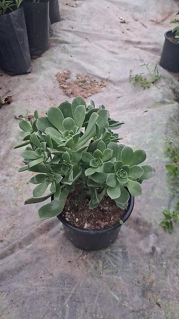 roza: Sukulent (Echeveria tipli) – qara plastik dibçəklərdə - Bitki tipi — 3