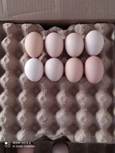 Молочные продукты и яйца: Нет такой цены ЭКСТА ПО 10 сом 
жумуртка 
яйцо 
тукум