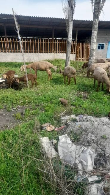 овцы каракол: Продаю | Овца (самка), Ягненок, Баран (самец) | Гиссарская | Для разведения