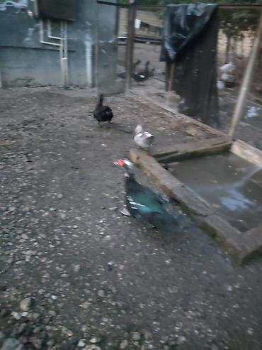 mal qara: Muscovy ördəkləri (indo-ördək) – müxtəlif rənglərdə sürü - Növ — 3