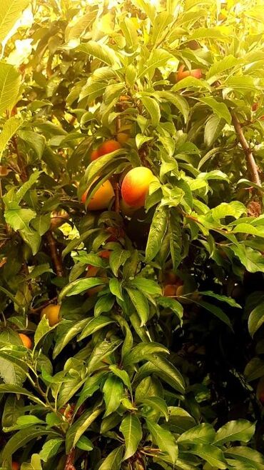 Bağ evlərinin satışı: Qəbələ, 170 kv. m, 6 otaqlı, Qaz, İşıq, Su — 12