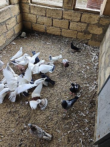 naxcivan heyvan elanlari: Tərgizmələr hamisi birlikde satilir tek tek satilmir unvan sumqayit — 8