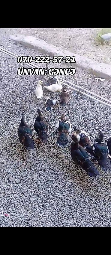 Ördəklər: Məhsul: Lal ördək (Muscovy duck) Təsvir: - Ev şəraitində bəslənmiş — 3