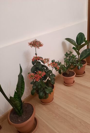 Otaq bitkiləri: Dörd müxtəlif növ ev bitkisi dəsti. Dəstə ilan bitkisi (Sansevieria)