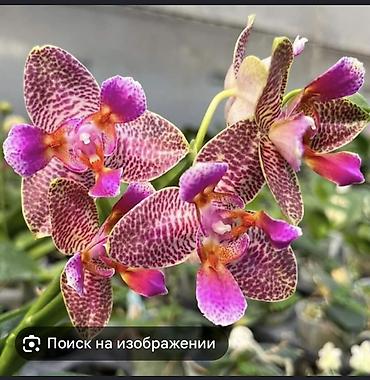 орхидеи: Орхидеи из домашней коллекции на цветоносах. Скоро порадуют — 3