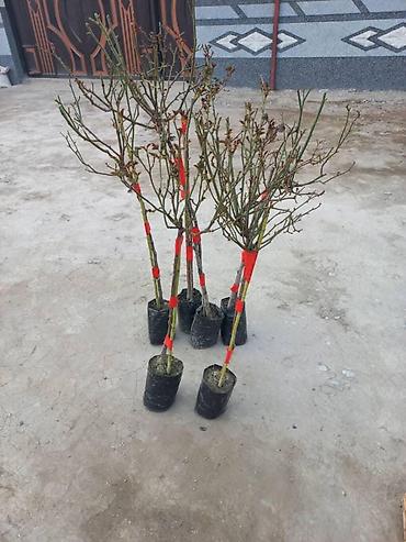 Роза: Продаю Розы ОПТОМ!!! На продажу есть розы в большом количестве разных — 5