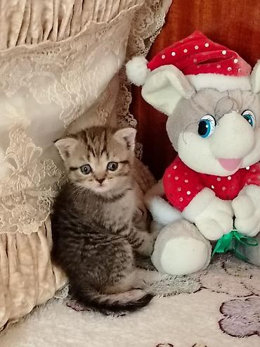 pisikler: Yumşaq, açıq krem rəngli tükləri və mavi gözləri ilə sevimli balaca — 6