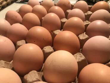 яйцо в Кыргызстан | МОЛОЧНЫЕ ПРОДУКТЫ И ЯЙЦА: Продаю | Инкубационные яйца | Домашняя | Несушки