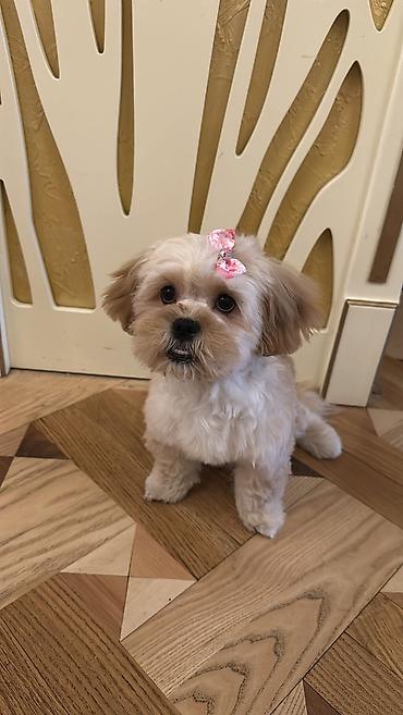 Maltipu – 2 yaş, peyvəndləri olunub. - Cins: Maltipoo (Maltese x