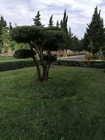 bağban xidməti: Bağban, 44 yaş, 5 ildən artıq təcrübə — 10