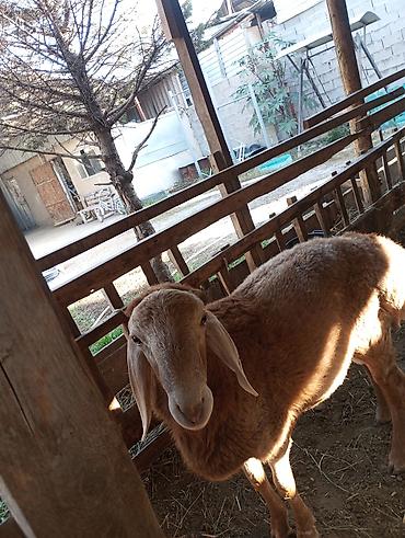 Продам с/х животных: Продаю | Баран (самец) | Арашан | Для разведения | Племенные — 3