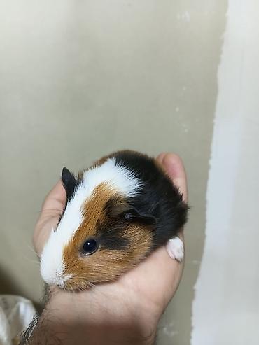 alman ovcarkası satılır: ] 🐹 Ən sakit və ən sübür Ginepiqlər artıq hazırdır! [  ] Evdə səs-küy — 4