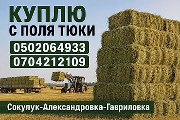 кошки сокулук: Покупка тюков сена прямо с поля. Ищу тюки для закупки с полей — 1