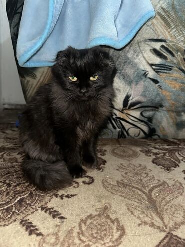 скоттиш фолд шотландская вислоухая кошка: 5 айлык, Эркек, Кара, Лотокко барууга үйрөтүлгөн