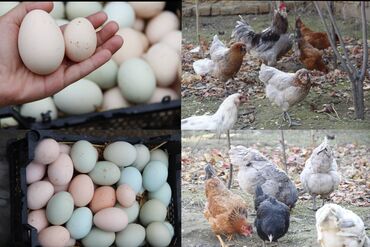 yumurta satisi: Toyuq yumurtaları satılır. Yerli və cins yumurtalar. Mavi və yaşımtıl