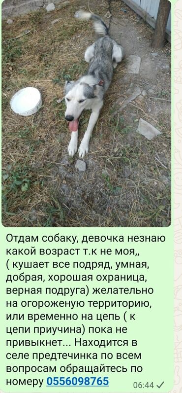 королевский дог цена: Предлагается собака, девочка, с окрасом, сочетающим оттенки серого и