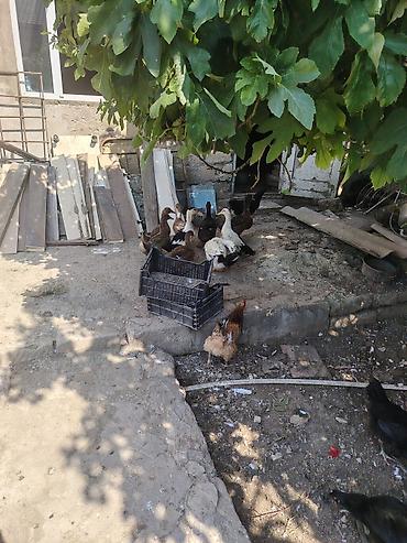 quban toyuqlari: Məhsul: Ev quşları – toyuq, xoruz və ördək qarışıq sürü Təsvir: - — 4