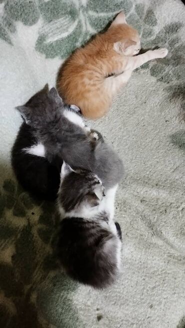 донской сфинкс кошка: Кошка даром: Беспородная, Девочка