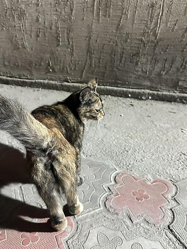 Кошки: Кошка даром: Беспородная, Девочка, Приучена к лотку — 2