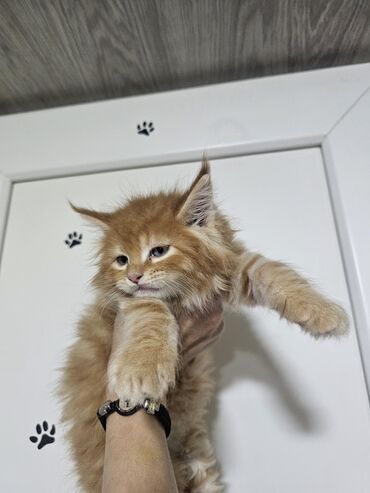 хочу купить кошку: Шикарные Чистопородные котята Мейн -Кун на бронь💕🧿 Мама привезена со