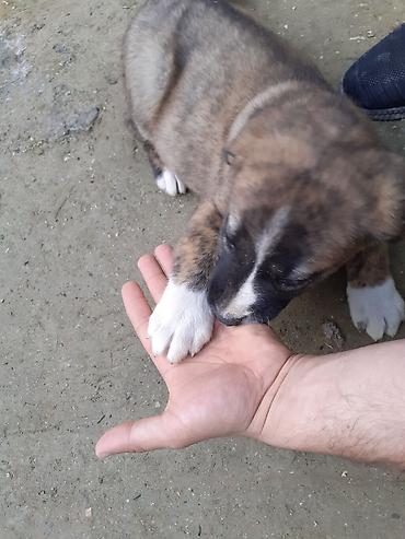İtlər: 1 ay, Dişi, Peyvəndli — 3