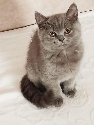 Котята шотландской породы самостоятельные,серые 2 мальчика бежевая