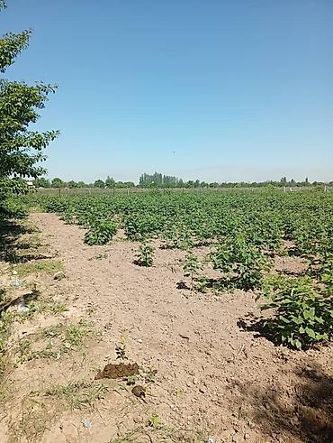 Продажа коттеджей и домов: Продаю дом совхоз ада тоо, участок 11соток, дом 4 к, кух, баня, гараж — 10
