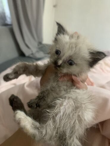бесплатно кошка: 1 месяц, Мальчик