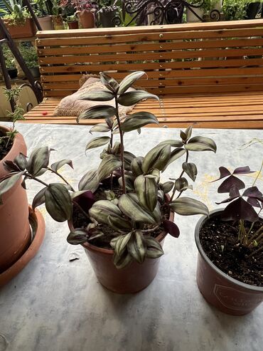 Xalçalar: Xalça -da lalafo.az — 19 Xalçalar: Xalça — 19