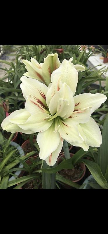 Digər bitkilər: Hippeastrum (Amarillis) soğanlı dekorativ çiçəklər – bir neçə rəng və — 5