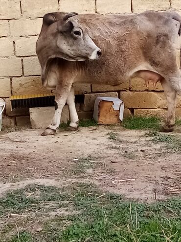 Inəklər, öküzlər: Salam südverən İNƏK. 6.7 LİTİR SÜD VERİR YAĞLI SÜDÜ VAR DİŞlİ CAVAN -da lalafo.az — 11 Inəklər, öküzlər: Salam südverən İNƏK. 6.7 LİTİR SÜD VERİR YAĞLI SÜDÜ VAR DİŞlİ CAVAN — 11