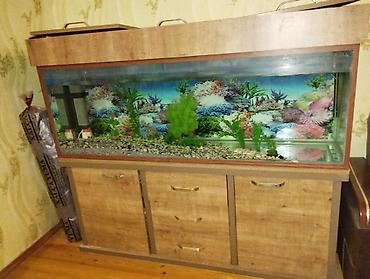 akvarium az: Hər kəsə salam i̇ki̇nci̇ əl akvari̇um satiram çox az müddət — 3