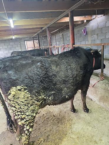 Коровы, быки: Продаю | Корова (самка) — 7