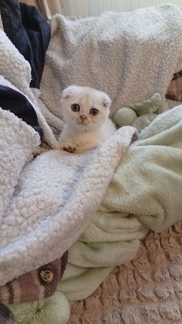 Pişiklər: Britan — 10