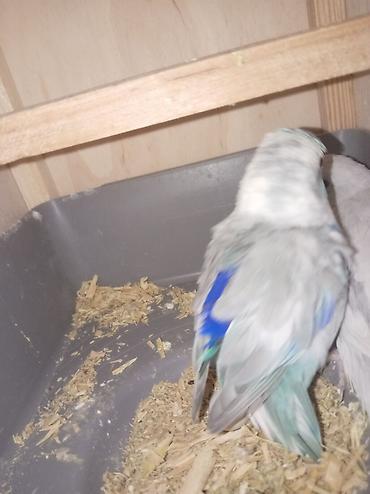 bildircin yumurta: Hazr cüt Forpus papuqayı, papuqay növünün içində ən kiçik növdü, çox — 3