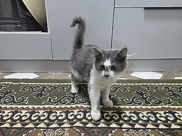 хочу взять котенка бесплатно: Котёнок серо-белого окраса с выразительной «маской» на мордочке — 1