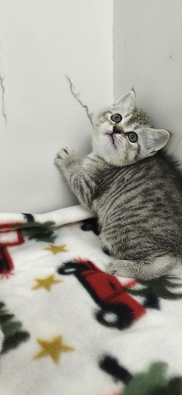 Продажа кошек: Продаются шотландские котята. Две девочки. Дата рождения 26/01/2026 — 6