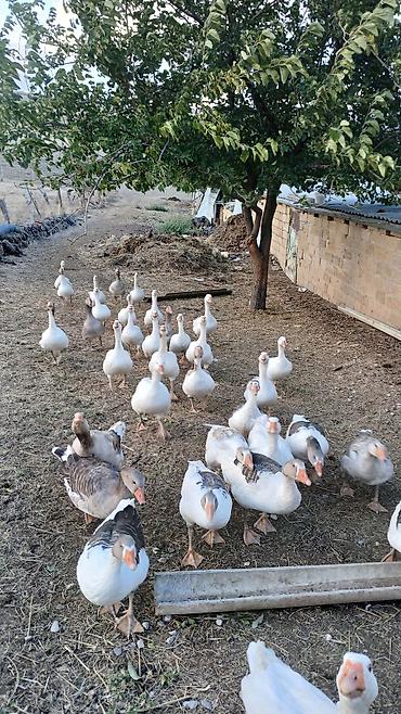 tovuz qusu satilir: 30 eded fere qazlar qubandan donme adi cir qaz deyil — 2