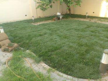 Şitillər: Qazon satışı enli yarpaq danimarka toxumuyla əkilmə qazon satışını -da lalafo.az — 5 Şitillər: Qazon satışı enli yarpaq danimarka toxumuyla əkilmə qazon satışını — 5